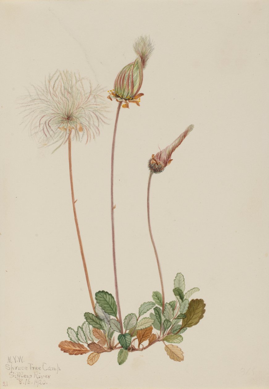 Driade gialla (frutto) (Dryas drummondii) da Mary Vaux Walcott