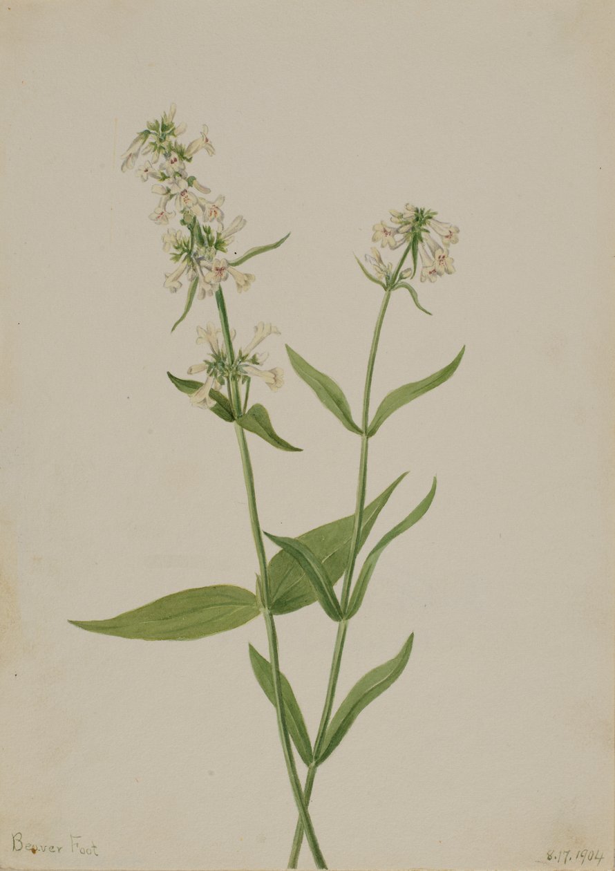 Pentstemon giallo Pentstemon confertus da Mary Vaux Walcott