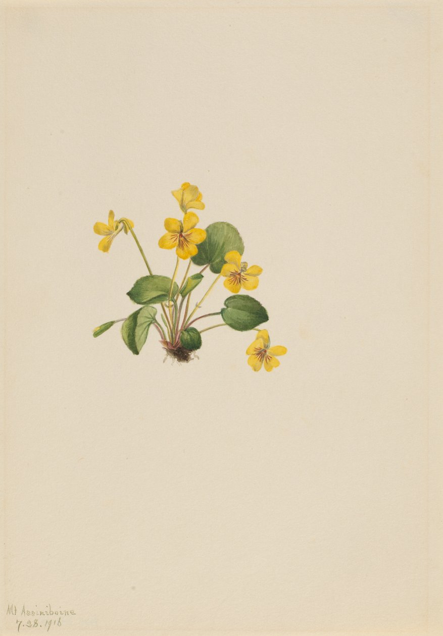 Viola gialla da Mary Vaux Walcott