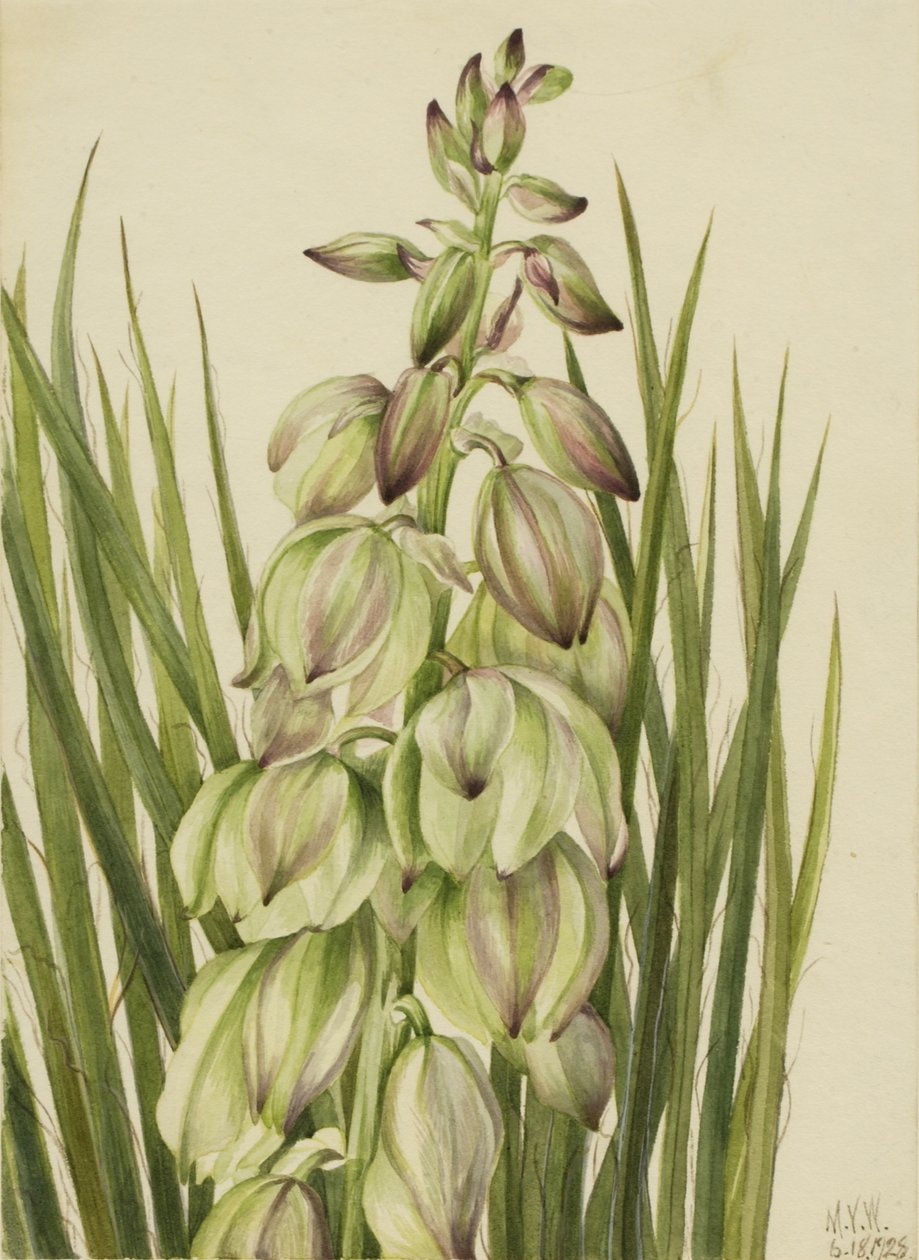 Yucca (Yucca baileyi) da Mary Vaux Walcott