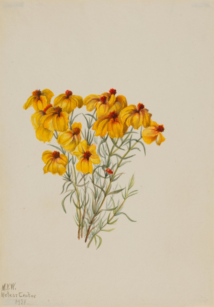 Zinnia (Zinnia grandiflora) da Mary Vaux Walcott