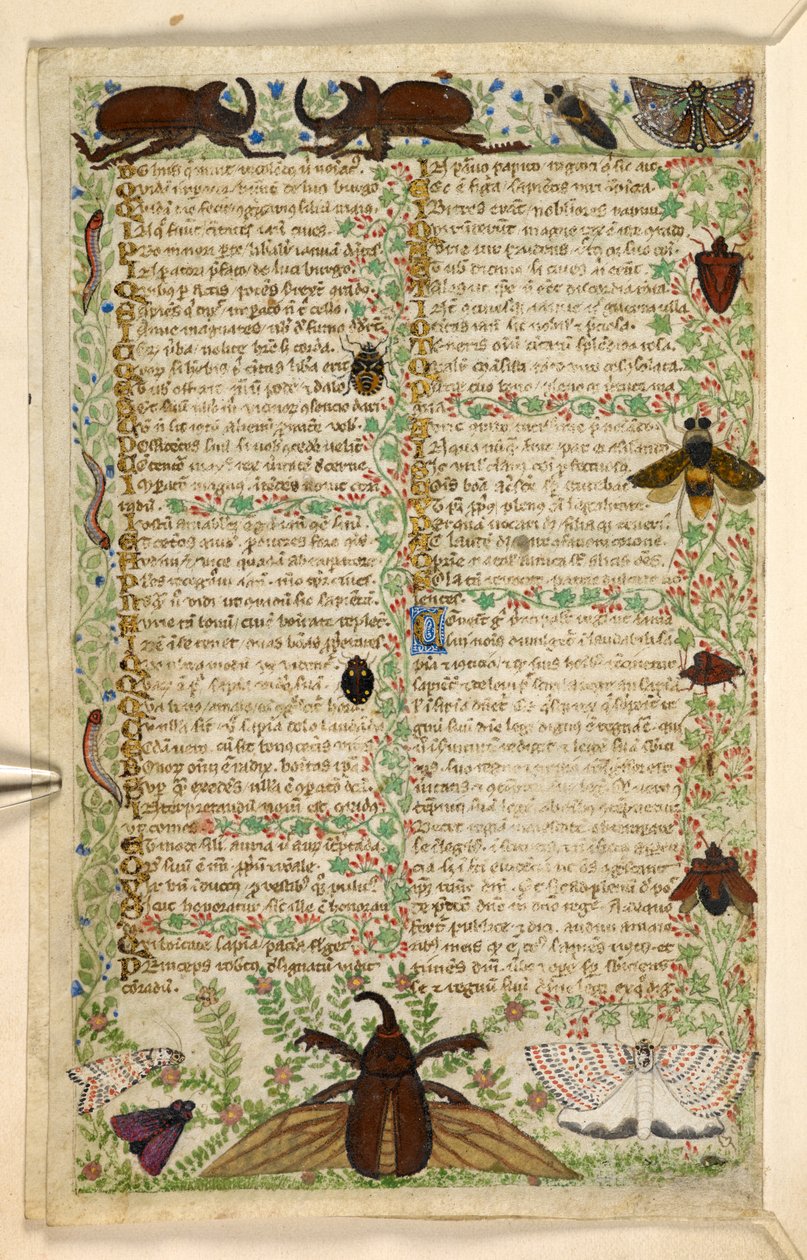 Falene e coleotteri cornuti, da un Trattato sulle Virtù e i Vizi, e una storia anonima in prosa della Sicilia (frammento), c.1330-40 da Master of the Cocharelli Codex