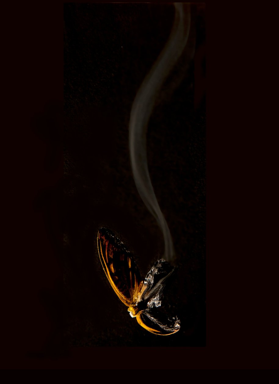 Burning Butterfly 15, 2013 (Lambda print) da Mat Collishaw