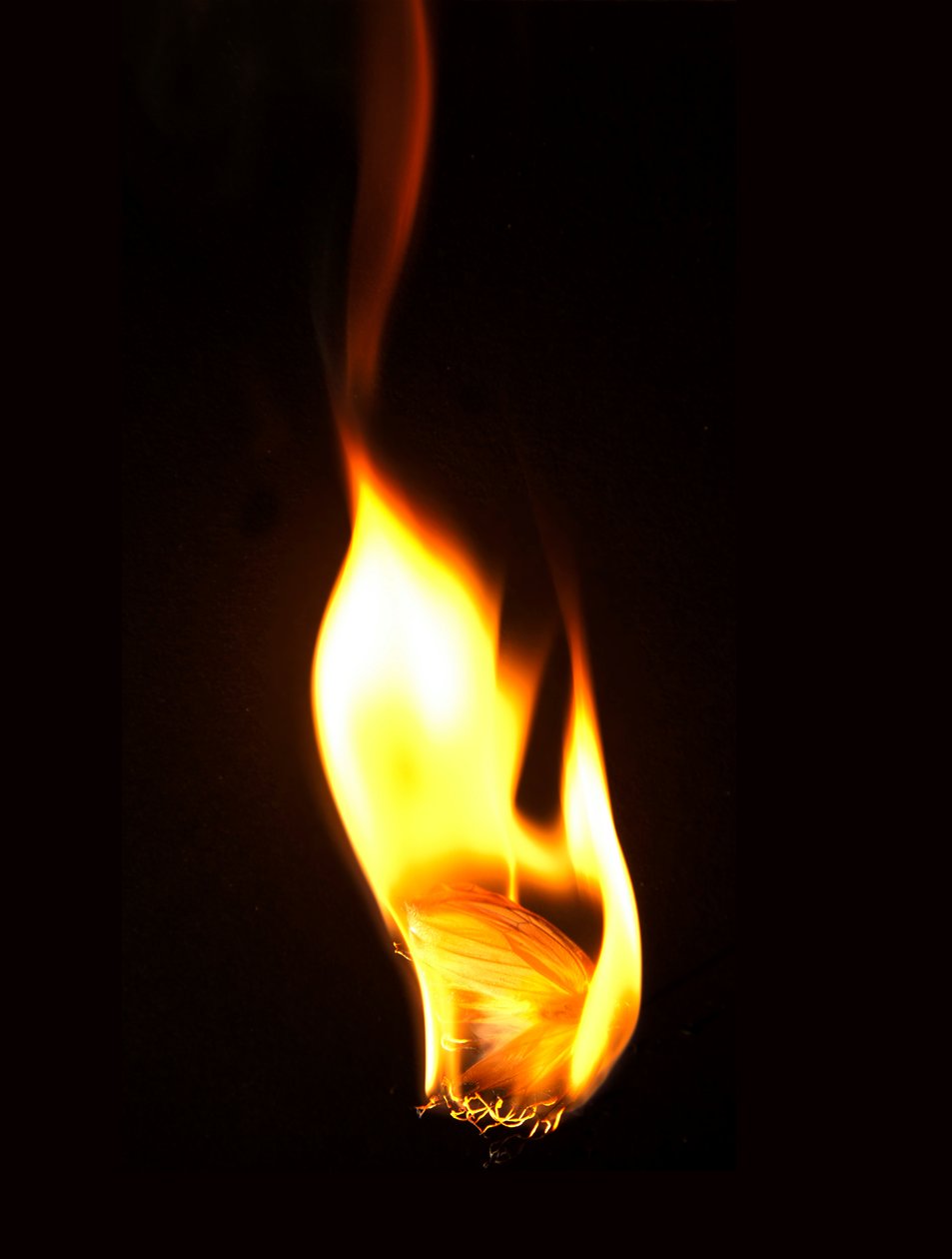 Burning Butterfly 16, 2013 (stampa Lambda) da Mat Collishaw