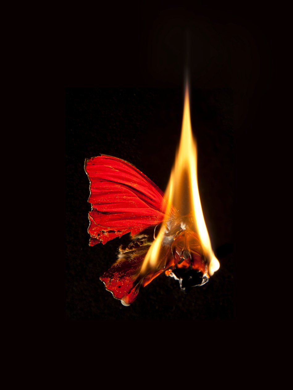 Burning Butterfly 18, 2013 (Lambda print) da Mat Collishaw