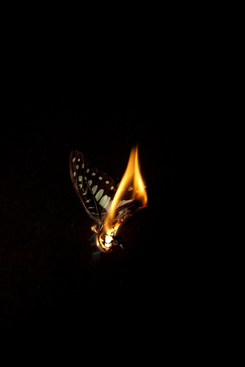 Burning Butterfly 1, 2013 (Lambda print) da Mat Collishaw