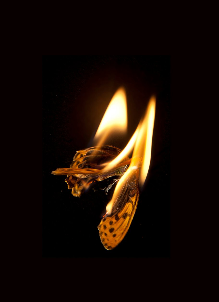 Burning Butterfly 20, 2013 (Lambda print) da Mat Collishaw