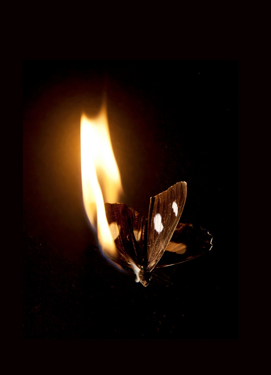 Burning Butterfly 21, 2013 (Lambda print) da Mat Collishaw