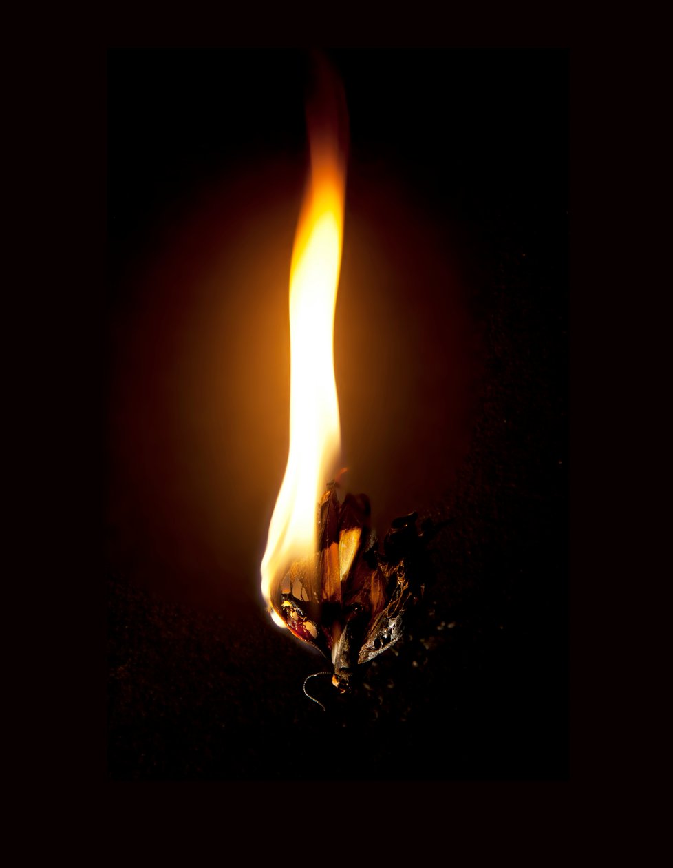 Burning Butterfly 23, 2013 (stampa Lambda) da Mat Collishaw