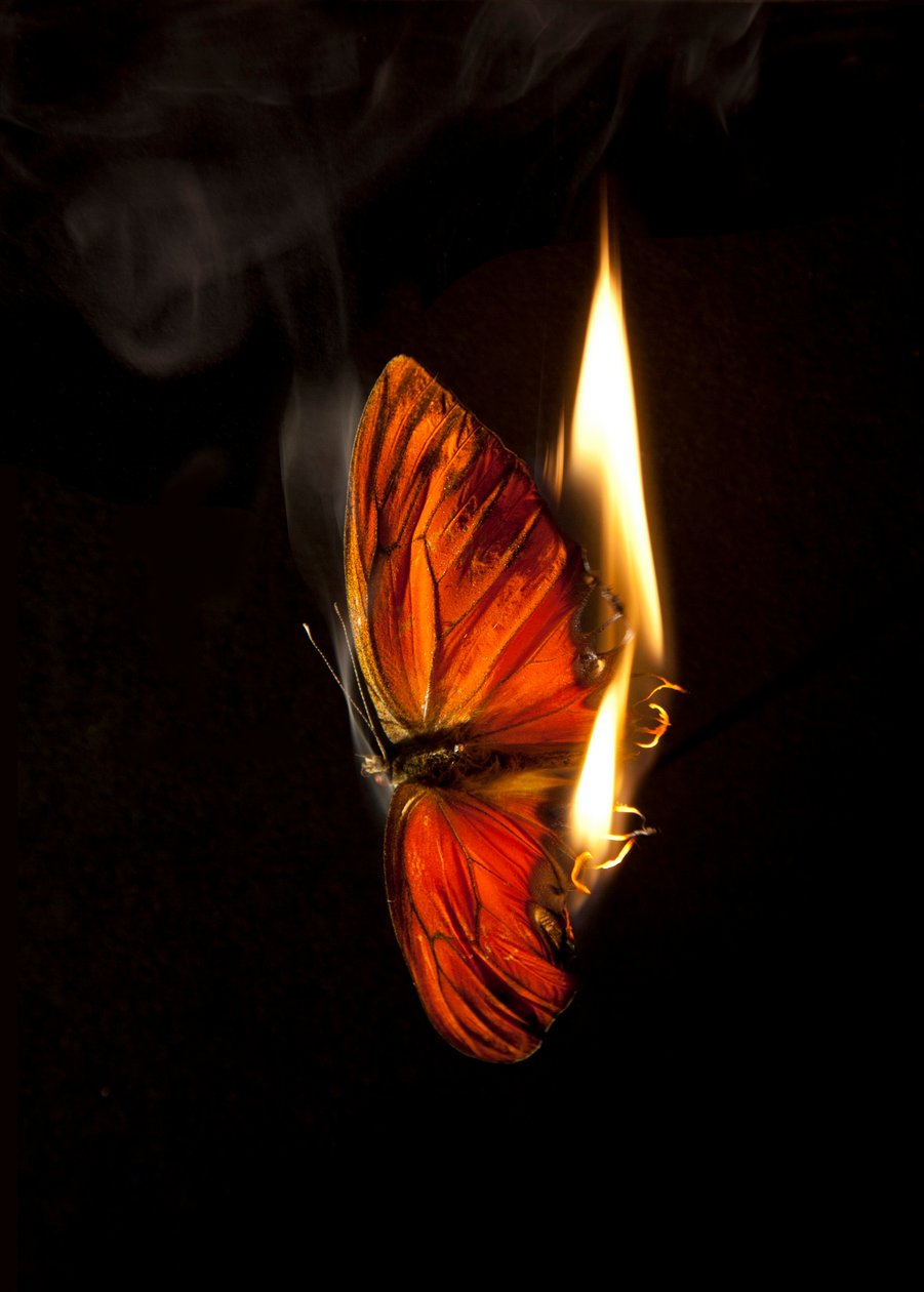 Burning Butterfly 2, 2013 (stampa Lambda) da Mat Collishaw