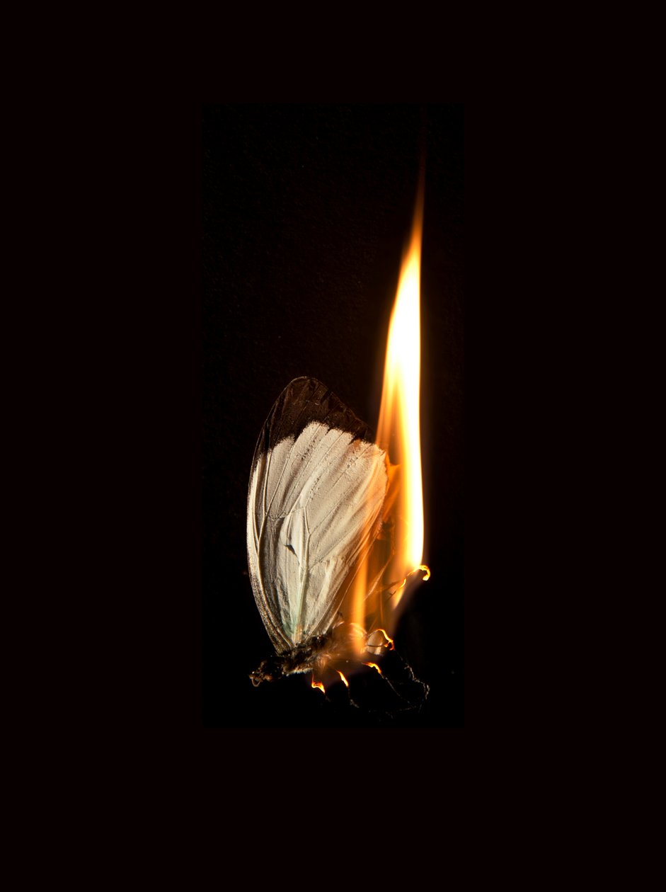 Burning Butterfly 2, 2013 (stampa Lambda) da Mat Collishaw