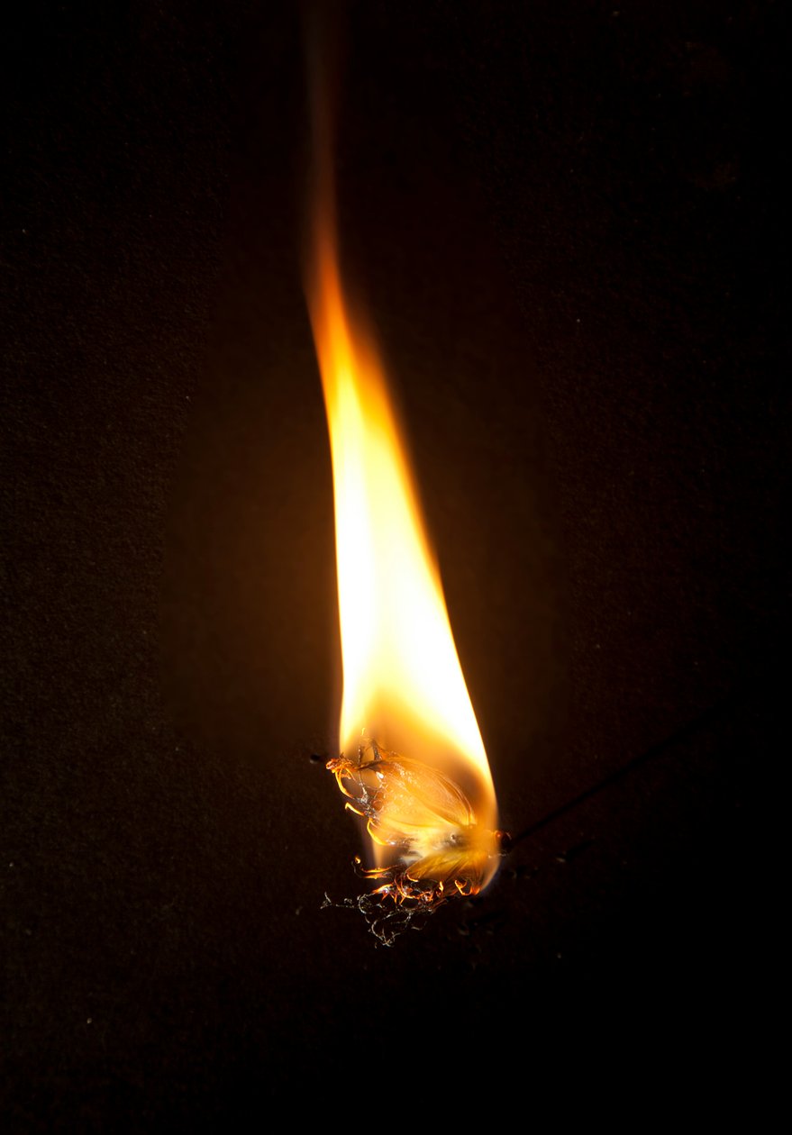 Burning Butterfly 3, 2013 (stampa Lambda) da Mat Collishaw