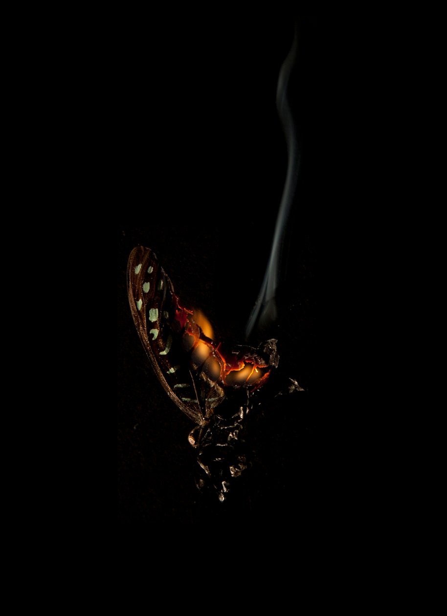 Burning Butterfly 5, 2013 (stampa Lambda) da Mat Collishaw
