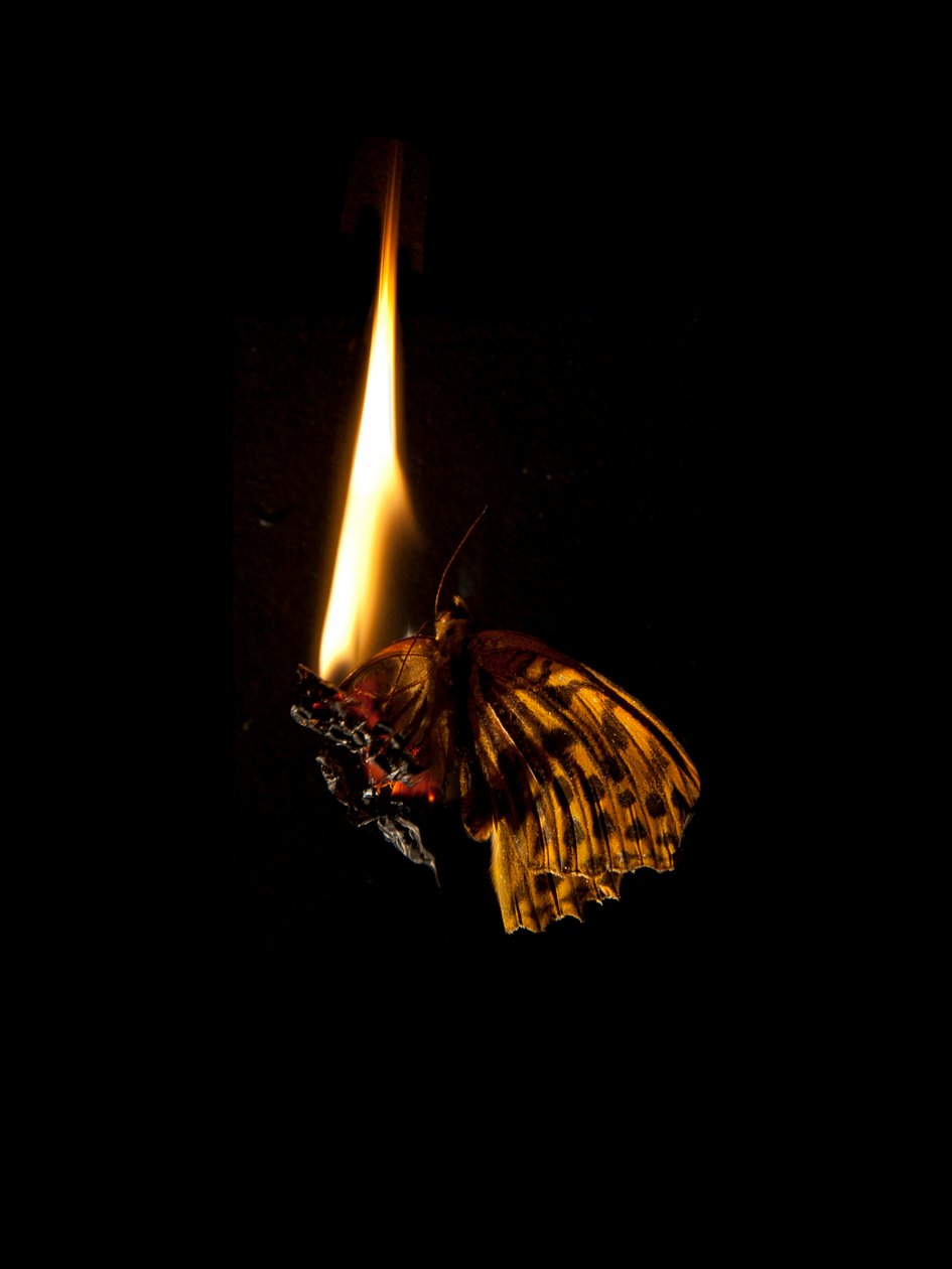 Burning Butterfly 6, 2013 (stampa Lambda) da Mat Collishaw