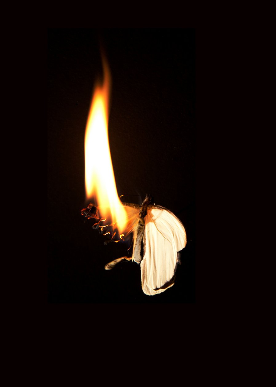 Burning Butterfly 7, 2013 (Lambda print) da Mat Collishaw