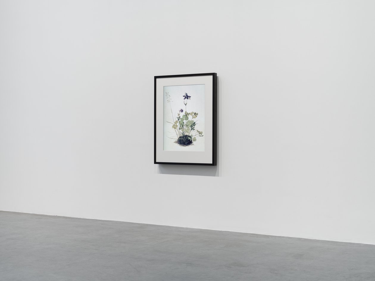 Columbine, 2018 (cornice in legno, bordo, schermo LCD, ventilatore e lettore multimediale) da Mat Collishaw