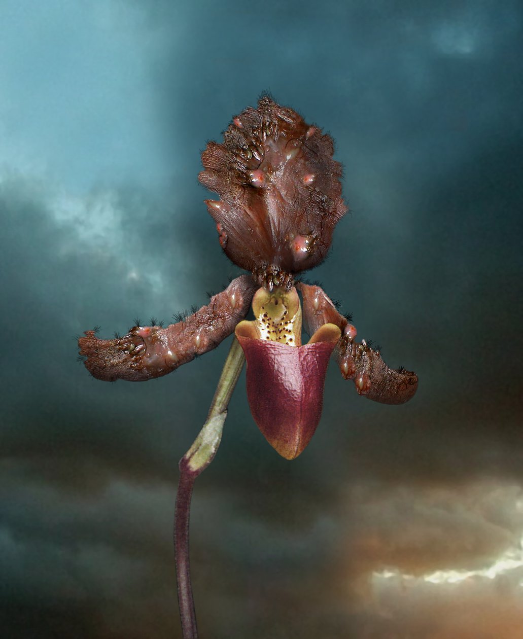 Fiori infettivi, Orchidea 2, 2005 (stampa a caratteri cubitali) da Mat Collishaw