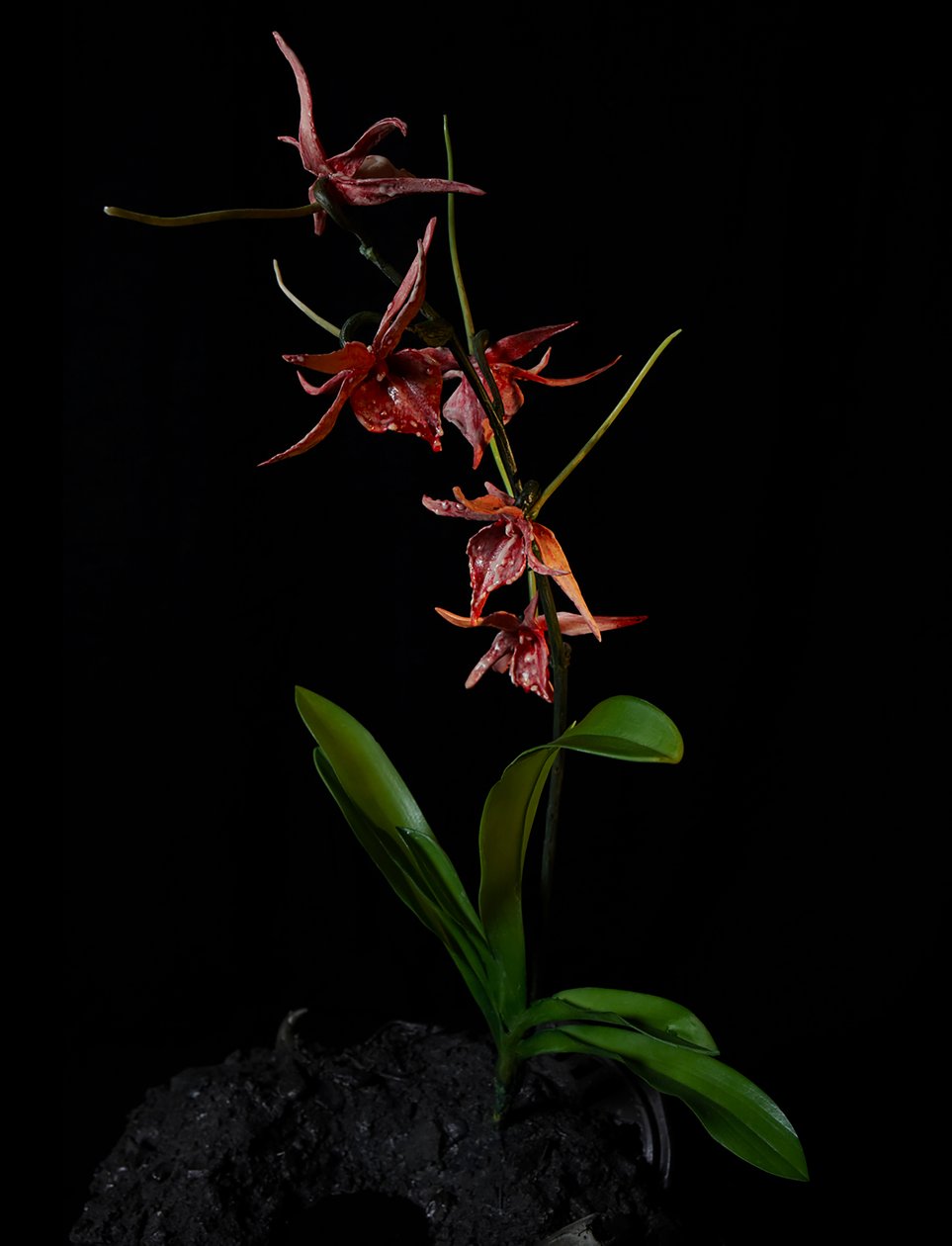 Venal Muse, Augean, 2012 (resina, vernice a smalto, legno, vetro, acciaio) da Mat Collishaw