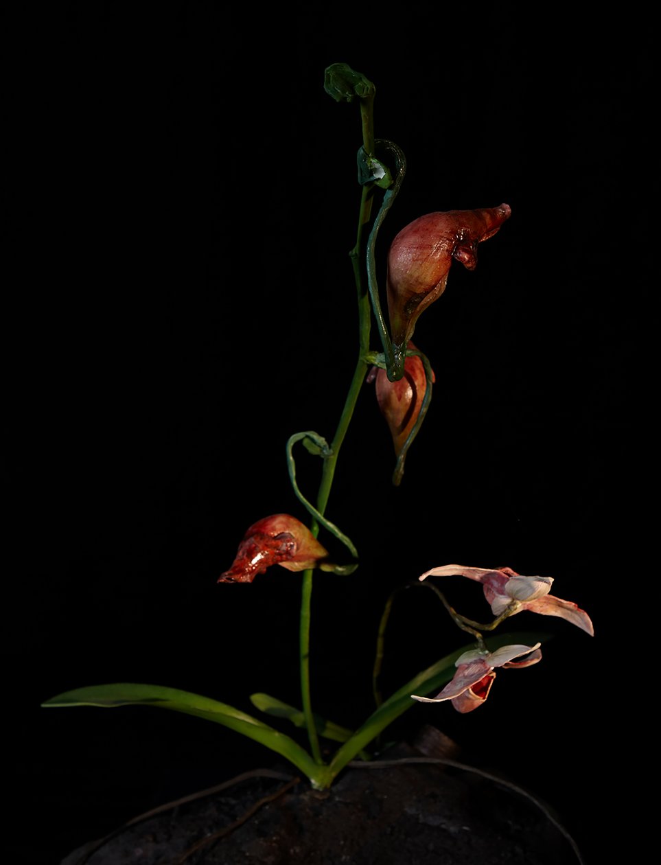 Venal Muse, Lafage, 2012 (resina, vernice a smalto, legno, vetro, acciaio) da Mat Collishaw