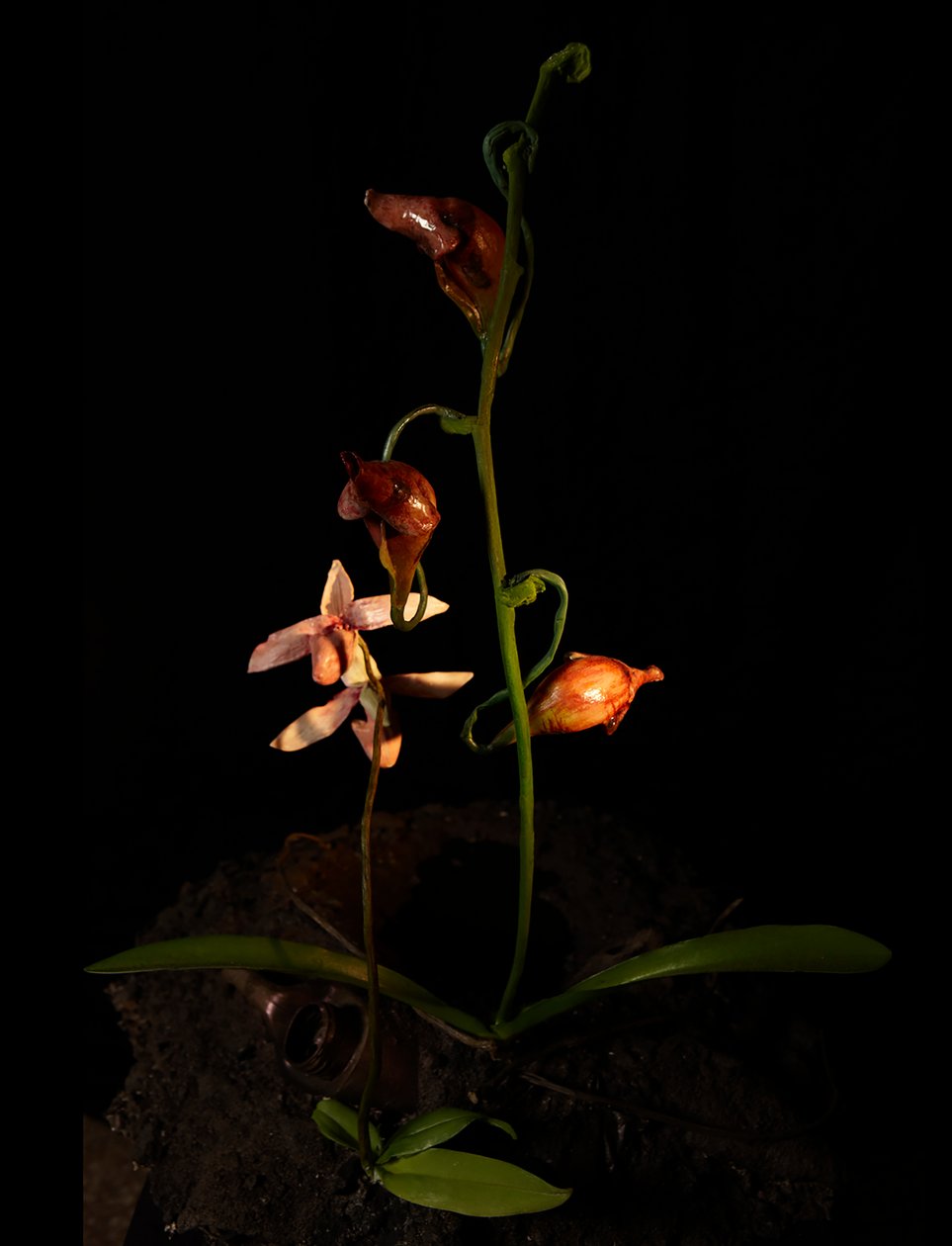 Venal Muse, Lafage, 2012 (resina, vernice a smalto, legno, vetro, acciaio) da Mat Collishaw