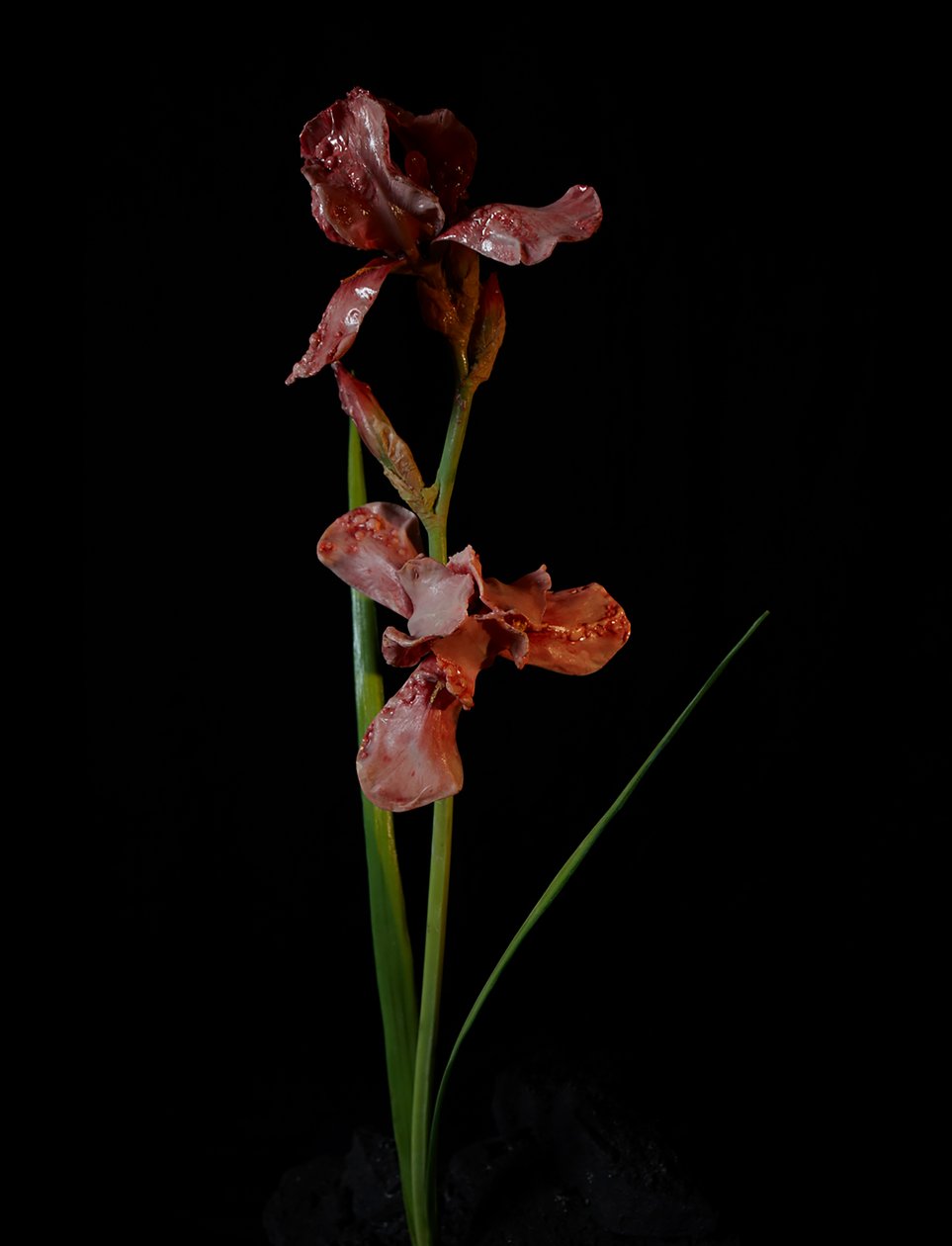 Venal Muse, Viridor, 2012 (resina, vernice a smalto, legno, vetro, acciaio) da Mat Collishaw