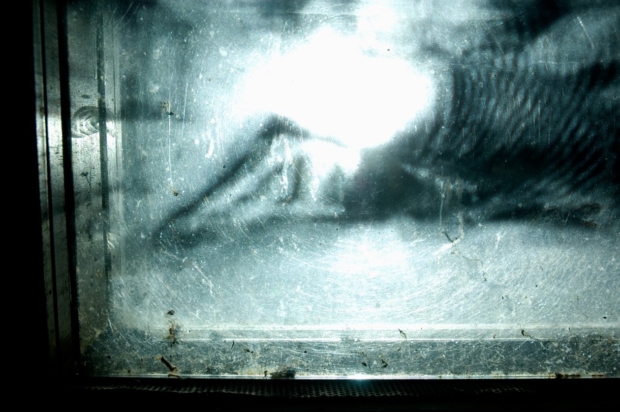 Wormery, 2009 (legno, vetro, acciaio, proiettore e lettore) da Mat Collishaw