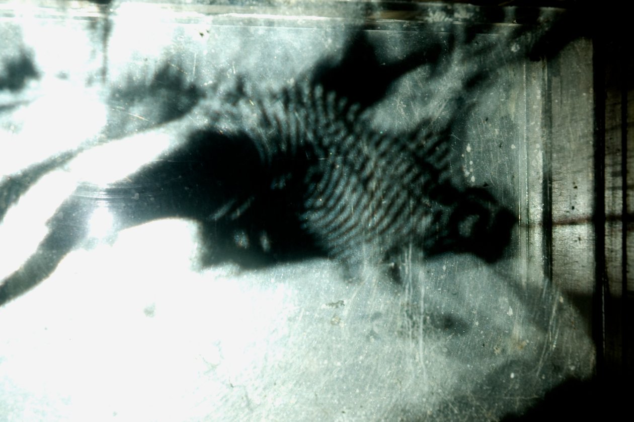 Wormery, 2009 (legno, vetro, acciaio, proiettore e lettore) da Mat Collishaw
