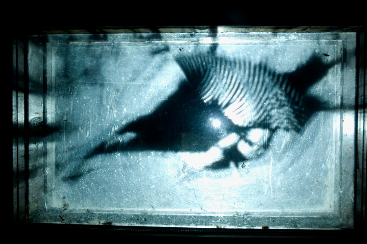 Wormery, 2009 (legno, vetro, acciaio, proiettore e lettore) da Mat Collishaw