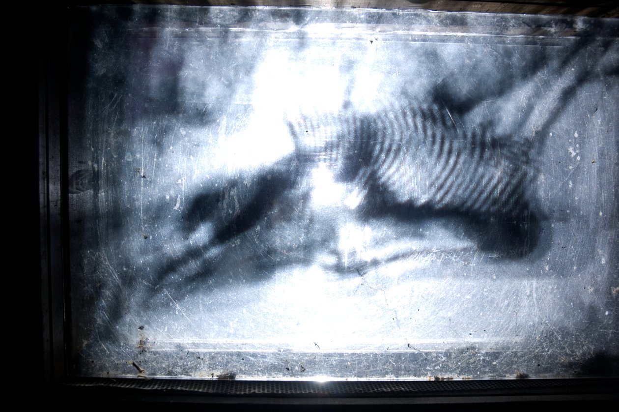 Wormery, 2009 (legno, vetro, acciaio, proiettore e lettore) da Mat Collishaw