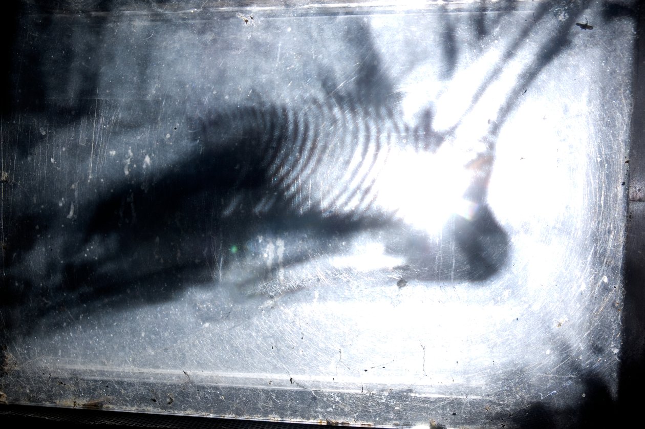 Wormery, 2009 (legno, vetro, acciaio, proiettore e lettore) da Mat Collishaw