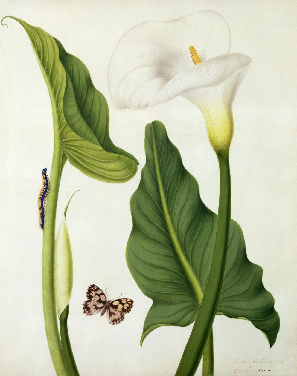 Calla Aethiopica con farfalla e bruco da Matilda Conyers