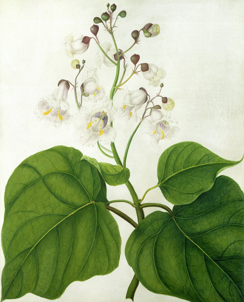 Catalpa Speciosa da Matilda Conyers