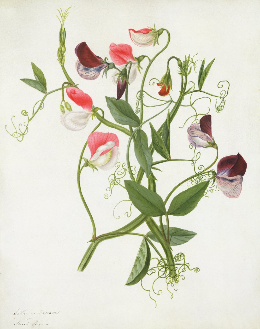 Lathyrus Odoratus da Matilda Conyers