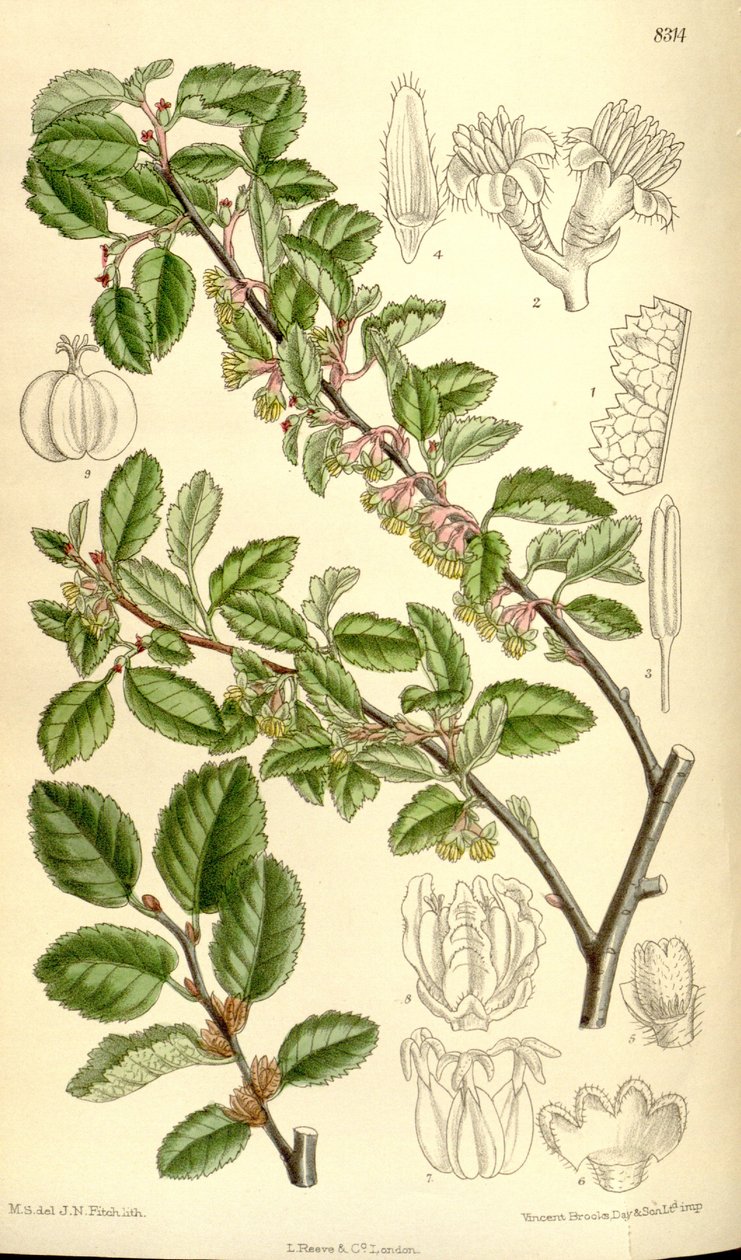 Nothofagus antarctica da J.N. Fitch