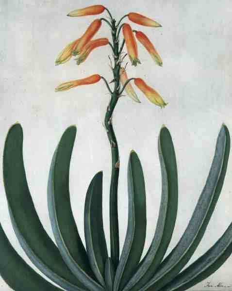 Aloe Striata da Matilda Conyers