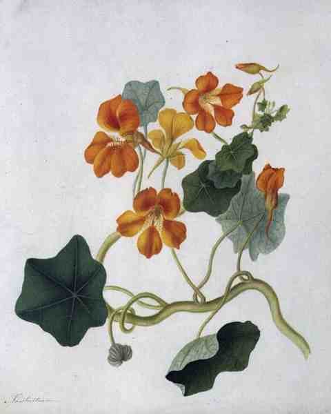 Tropaeolum da Matilda Conyers