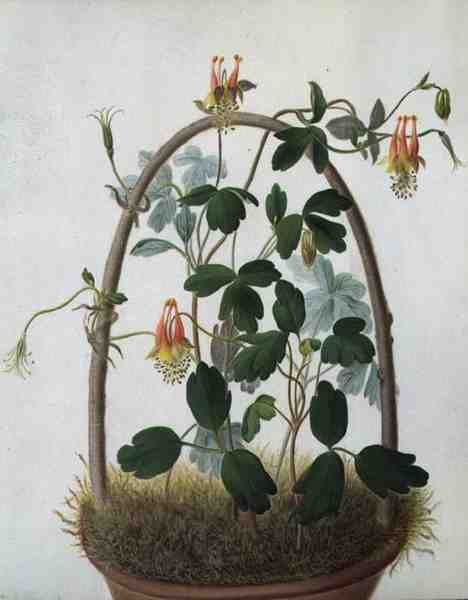 Tropaeolum Tuberosum da Matilda Conyers
