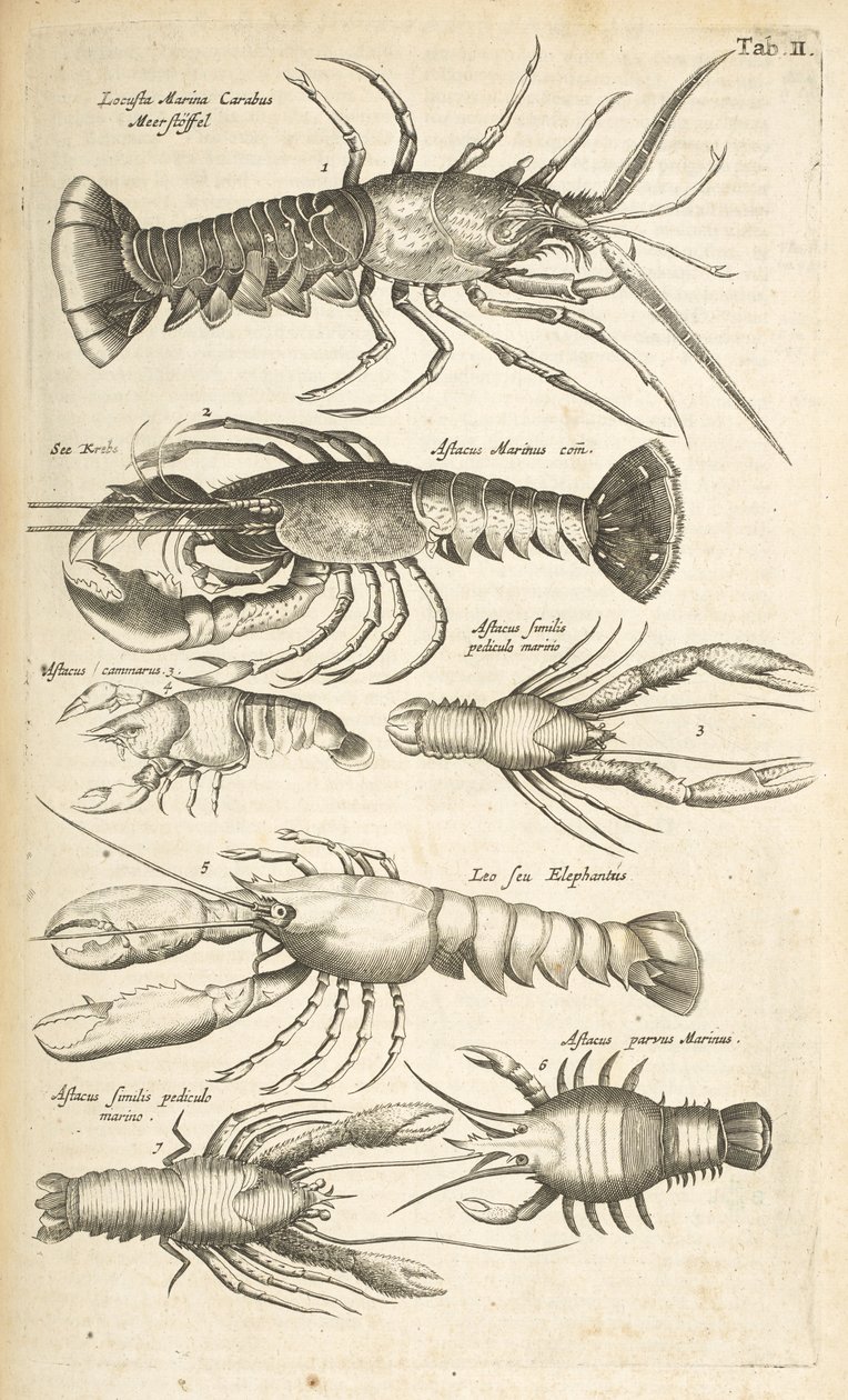 Tab II, Aragoste, Illustrazione da 