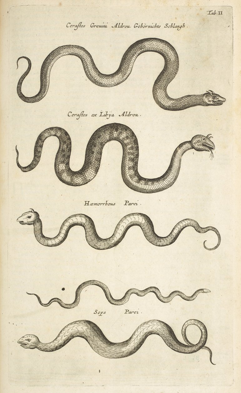 Tab II, Serpenti, Illustrazione da 