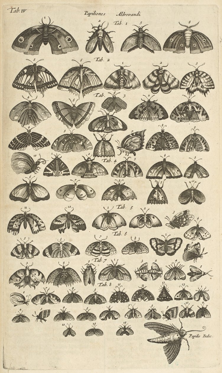 Tab. IV, Farfalle e falene, Illustrazione da 
