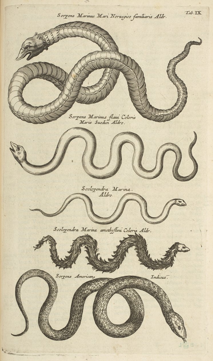 Tab IX, Serpenti marini, Illustrazione da 