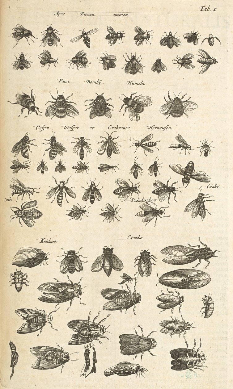 Tab I, Api e Vespe, Illustrazione da 