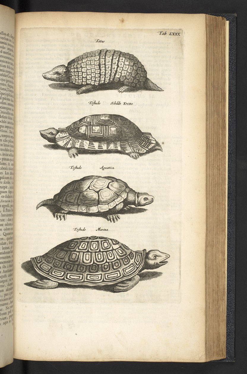 Tab LXXX, Tartarughe, illustrazione da 
