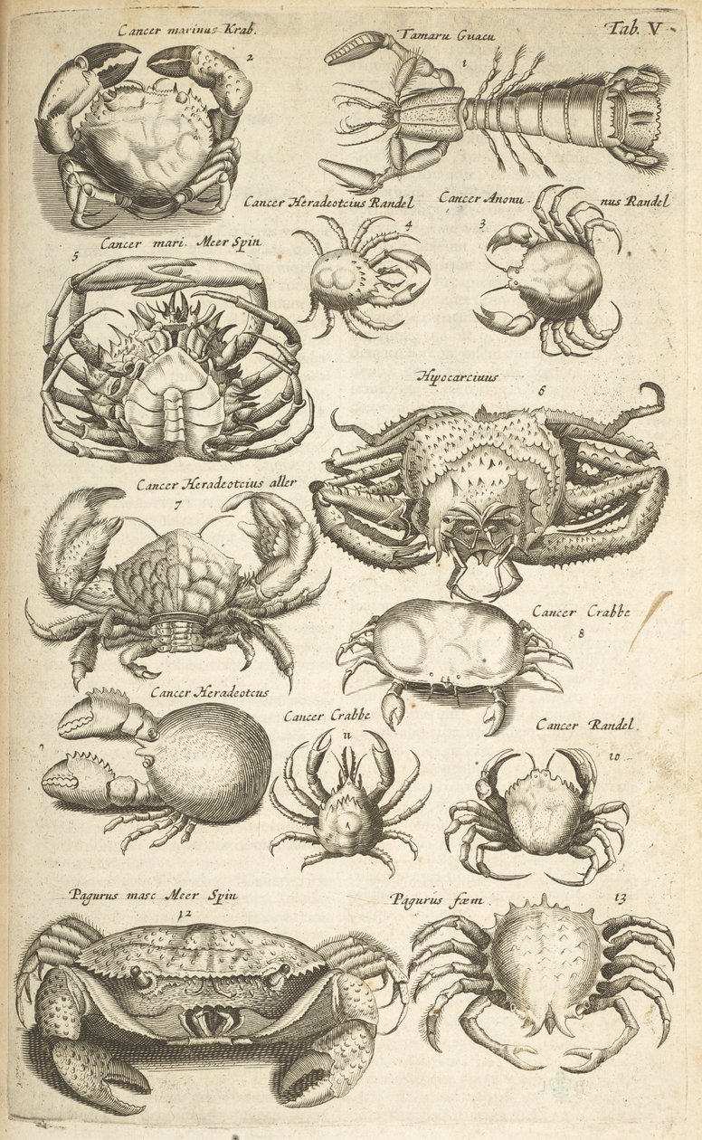 Tab V, Granchi, Illustrazione da 