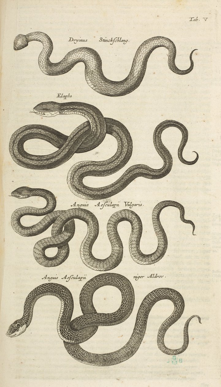 Tab V, Serpenti, Illustrazione da 