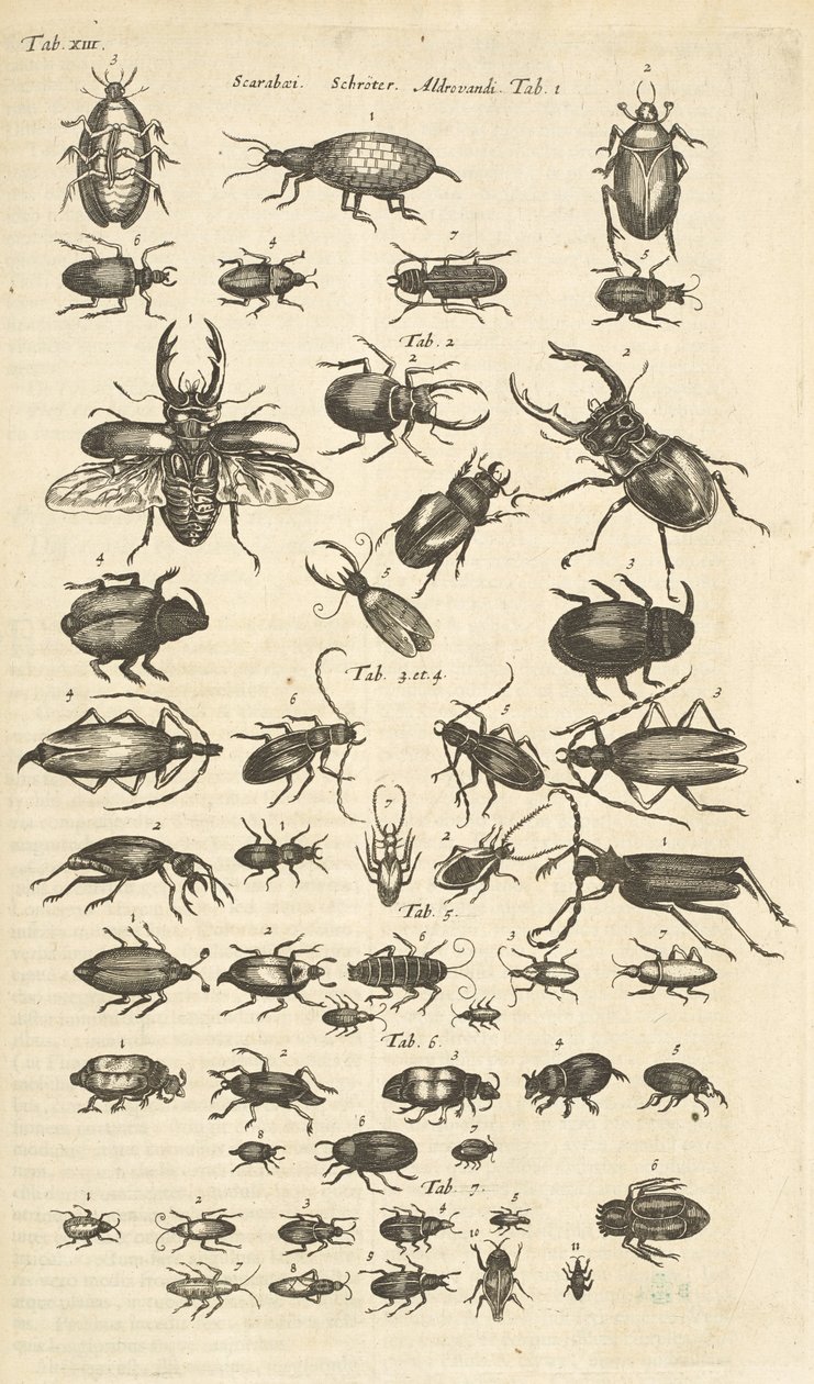 Tab XIII, Coleotteri, Illustrazione da 