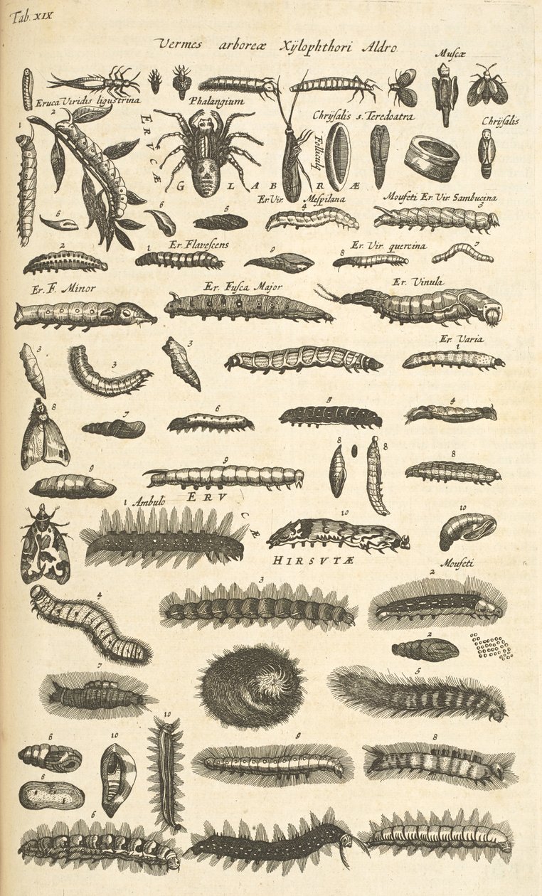 Tab XIX, Bruchi, Illustrazione da 