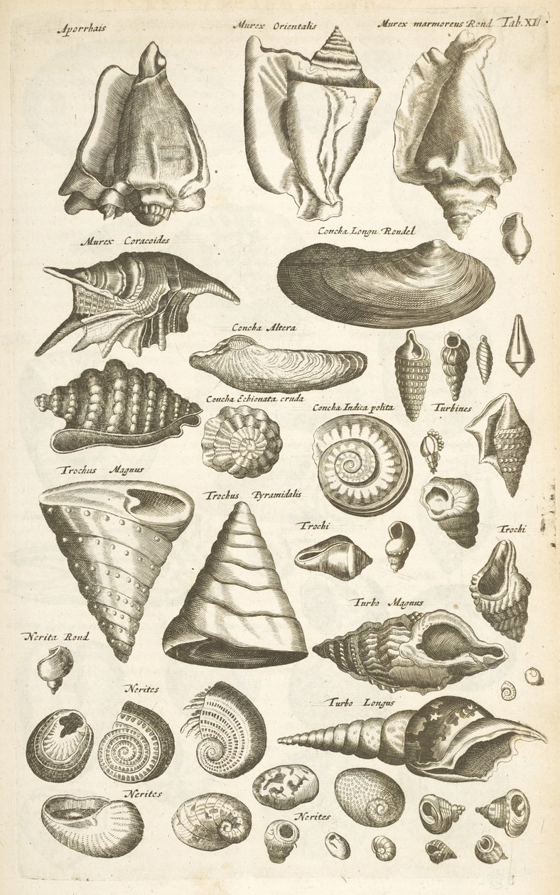 Tab XI, Varie conchiglie, Illustrazione da 