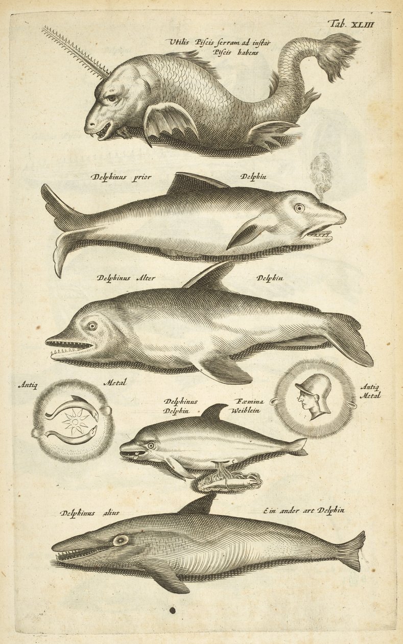Tab XLIII, Delfini, Illustrazione da 