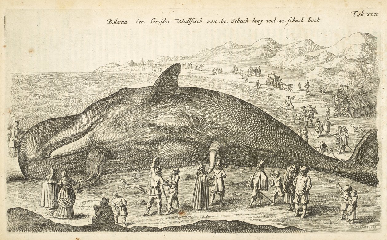 Tab XLII, Balena, Illustrazione da 